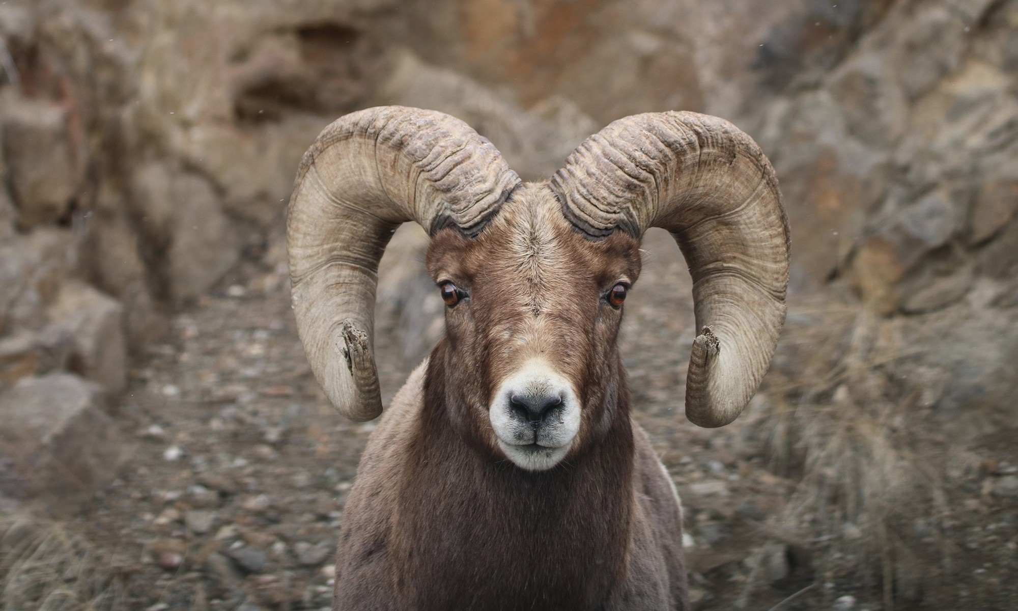 Desert Bighorn sheep