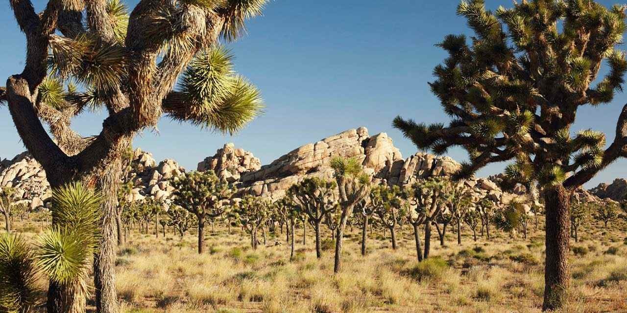 Joshua Tree National Park (187 miles)