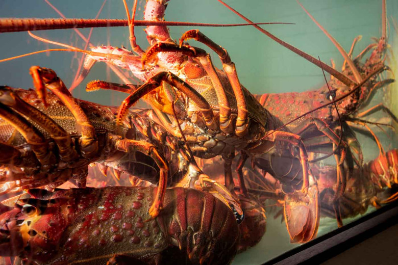 Spiny Lobster Season Returns